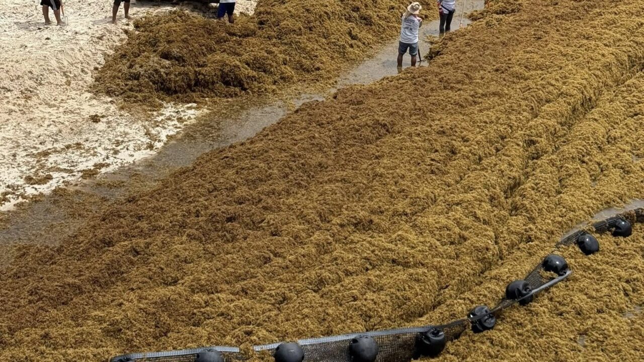 Sargazo, un desafío ambiental, turístico y económico