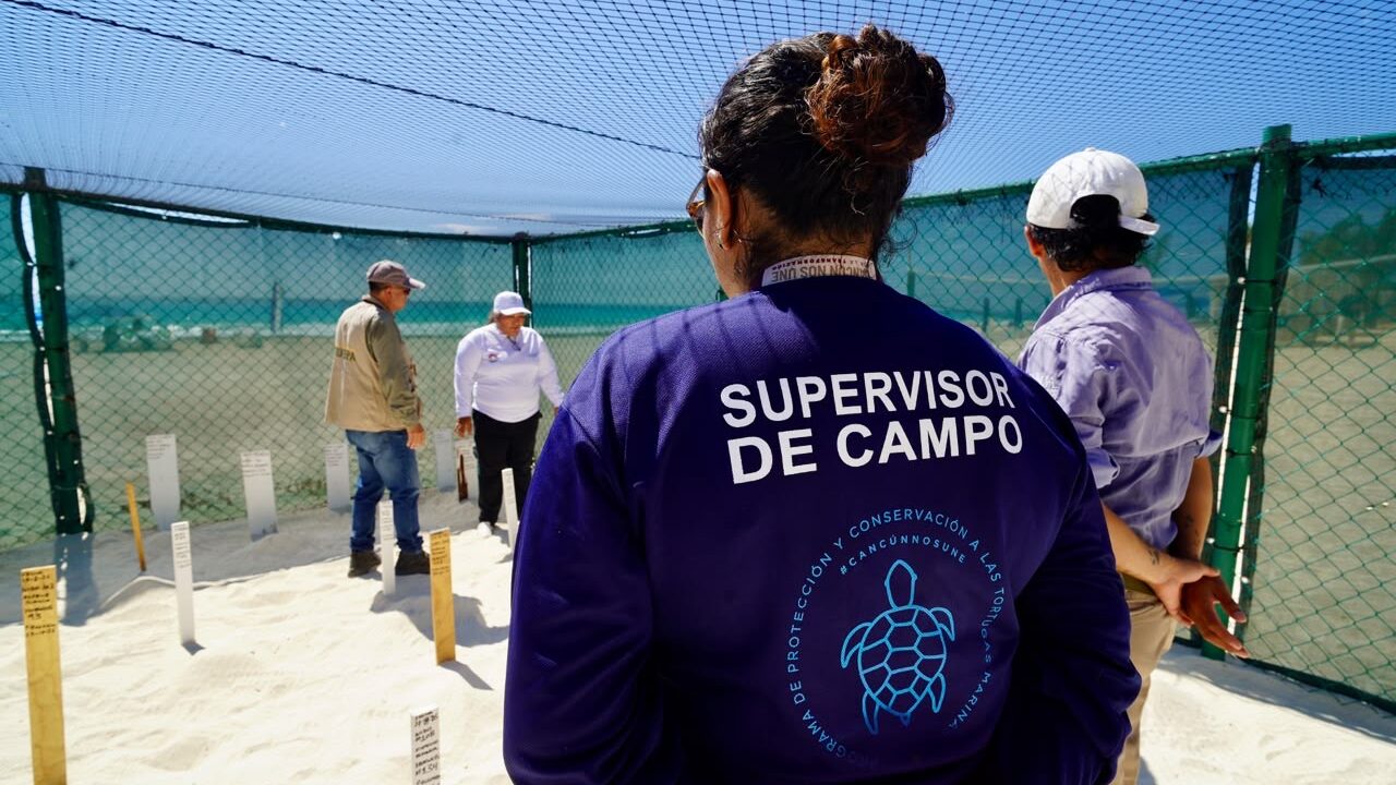 Ecología descarta irregularidades tras denuncia por crías de tortuga muertas en zona hotelera de Cancún